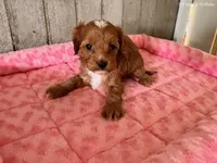 lilly, a female Cavapoo for sale in North Canton, OH – Photo 3 of 5