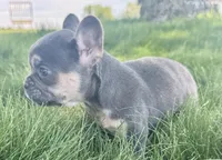 chase, a male French Bulldog for sale in North Canton, OH – 2 of 4