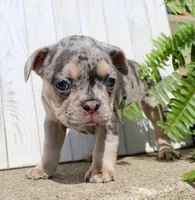 April, a female French Bulldog for sale in North Canton, OH – 3 of 4