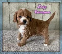 lexy, a female Cavapoo for sale in North Canton, OH – Photo 1 of 5
