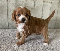 lexy, a female Cavapoo for sale in North Canton, OH – Photo 4 of 5