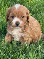 lexy, a female Cavapoo for sale in North Canton, OH – Photo 2 of 5