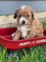 lexy, a female Cavapoo for sale in North Canton, OH – Photo 3 of 5