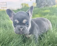 chase, a male French Bulldog for sale in North Canton, OH – 3 of 4