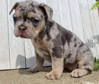 April, a female French Bulldog for sale in North Canton, OH – 2 of 4