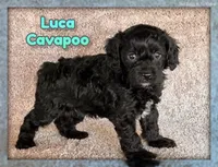 Luca, a male Cavapoo for sale in North Canton, OH – Photo 1 of 4