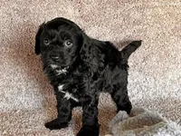 Luca, a male Cavapoo for sale in North Canton, OH – Photo 2 of 4