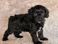 Luca, a male Cavapoo for sale in North Canton, OH – Photo 3 of 4