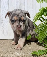 April, a female French Bulldog for sale in North Canton, OH – 4 of 4