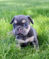 Maxine, a female French Bulldog for sale in North Canton, OH – 4 of 4