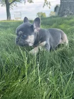 chase, a male French Bulldog for sale in North Canton, OH – 4 of 4