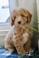 Ziva, a female Maltipoo for sale in North Canton, OH – Photo 2 of 5