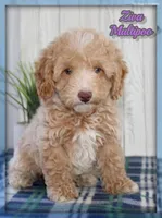 Ziva, a female Maltipoo for sale in North Canton, OH – Photo 1 of 5