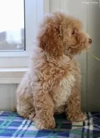 Ziva, a female Maltipoo for sale in North Canton, OH – Photo 3 of 5