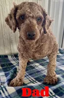 cookie, a female Maltipoo for sale in North Canton, OH – Photo 6 of 6