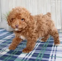 cookie, a female Maltipoo for sale in North Canton, OH – Photo 3 of 6