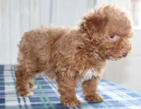 cookie, a female Maltipoo for sale in North Canton, OH – Photo 2 of 6