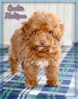 cookie, a female Maltipoo for sale in North Canton, OH – Photo 1 of 6