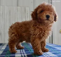 Pippa, a female Maltipoo for sale in North Canton, OH – Photo 4 of 7