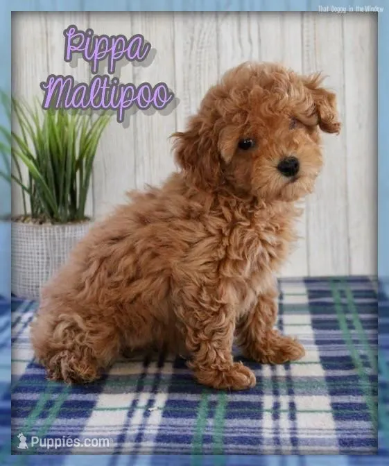 Pippa – Maltipoo puppy for sale in North Canton, OH