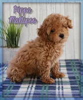 Pippa, a female Maltipoo for sale in North Canton, OH – Photo 1 of 7