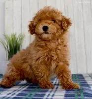Pippa, a female Maltipoo for sale in North Canton, OH – Photo 5 of 7