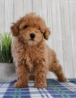 Pippa, a female Maltipoo for sale in North Canton, OH – Photo 2 of 7