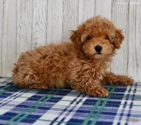 Pippa, a female Maltipoo for sale in North Canton, OH – Photo 3 of 7