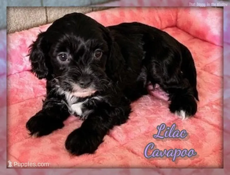 Lilac – Cavapoo puppy for sale in North Canton, OH