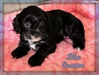 Lilac, a female Cavapoo for sale in North Canton, OH – Photo 1 of 4