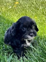 Lilac, a female Cavapoo for sale in North Canton, OH – Photo 3 of 4