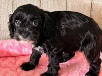 Lilac, a female Cavapoo for sale in North Canton, OH – Photo 2 of 4