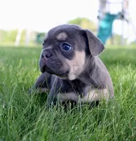 Maxine, a female French Bulldog for sale in North Canton, OH – 2 of 4