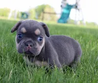 Maxine, a female French Bulldog for sale in North Canton, OH – 3 of 4