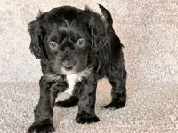 lucky, a male Cavapoo for sale in North Canton, OH – Photo 3 of 4