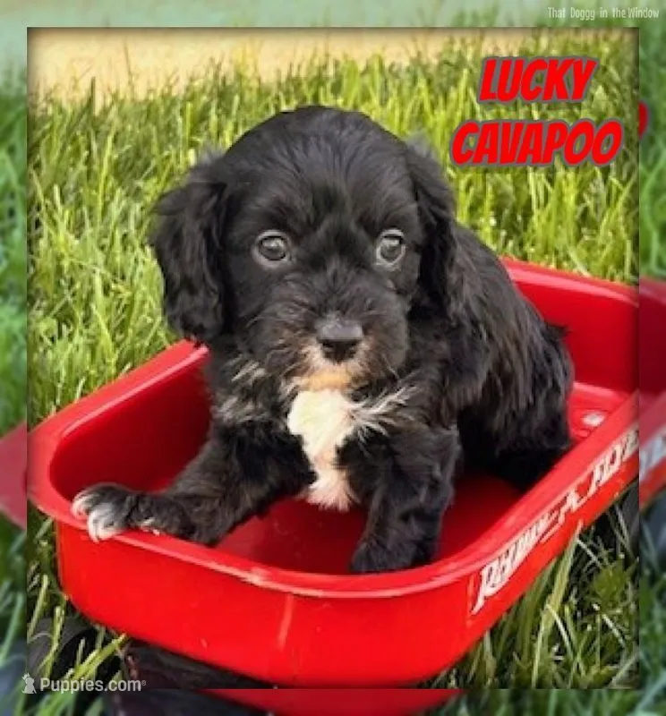 lucky – Cavapoo puppy for sale in North Canton, OH