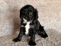 lucky, a male Cavapoo for sale in North Canton, OH – Photo 2 of 4