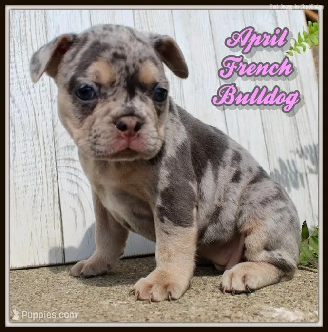 April, a female French Bulldog for sale in North Canton, OH – 1 of 4
