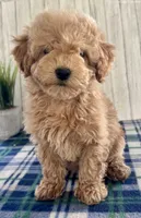 Mia, a female Maltipoo for sale in North Canton, OH – Photo 3 of 5