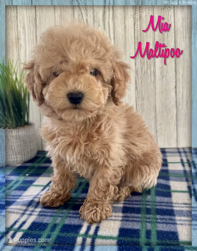 Mia – Maltipoo puppy for sale in North Canton, OH