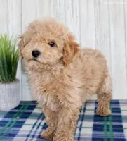 Mia, a female Maltipoo for sale in North Canton, OH – Photo 2 of 5