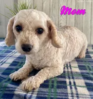 Mia, a female Maltipoo for sale in North Canton, OH – Photo 4 of 5