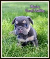 Maxine, a female French Bulldog for sale in North Canton, OH – 1 of 4