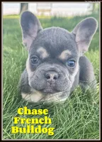 chase, a male French Bulldog for sale in North Canton, OH – 1 of 4