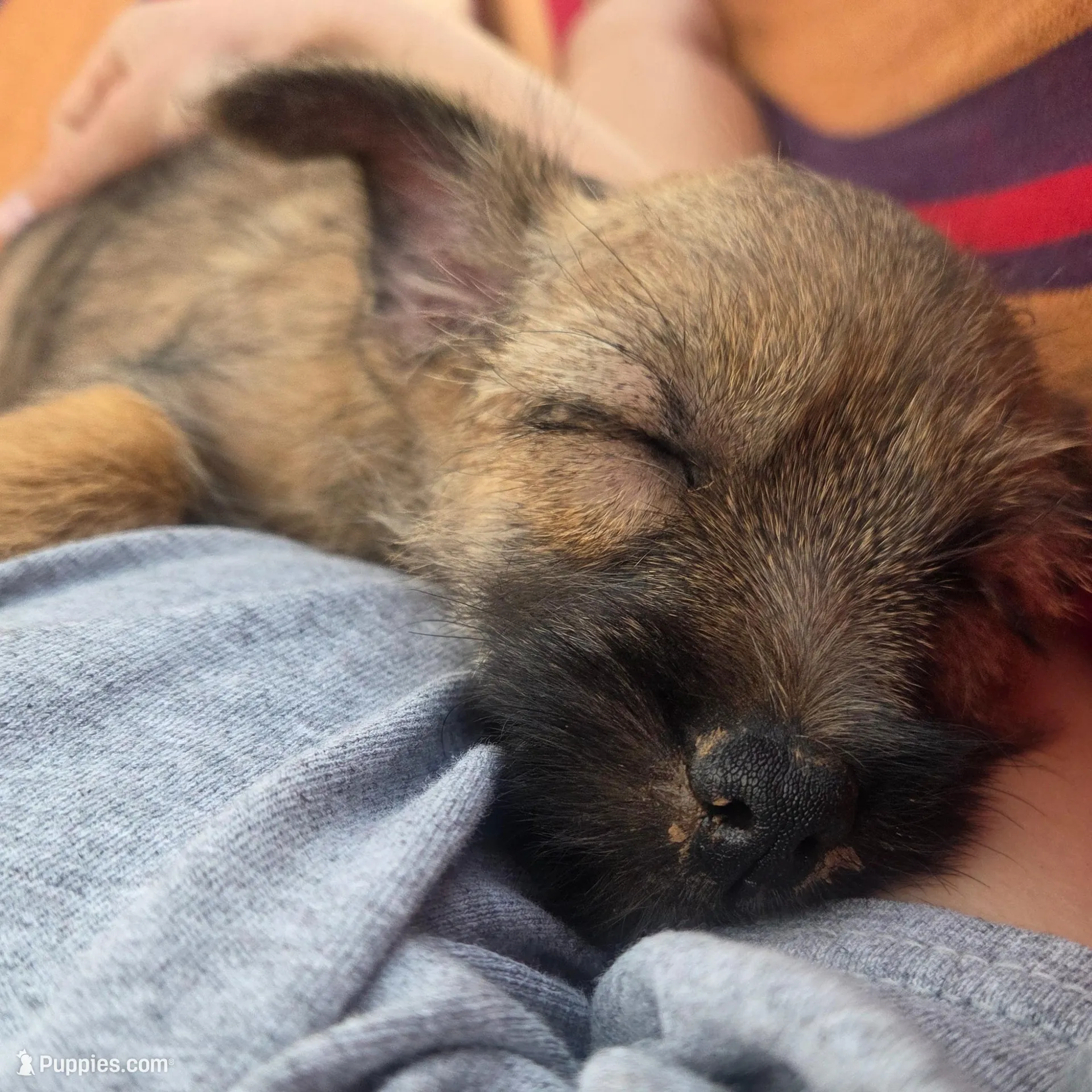 Female 3, a female Cairn Terrier for sale in Lawton, OK – Photo 2 of 3