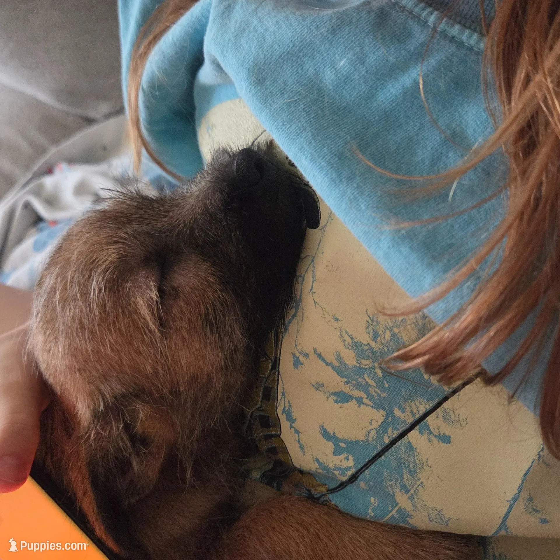 Female 3, a female Cairn Terrier for sale in Lawton, OK – Photo 3 of 3