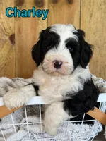 Charley, a male Bernedoodle for sale in Columbia City, IN – 5 of 6