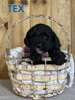 Tex - Mini F1B Goldendoodle, a male Miniature Goldendoodle for sale in Columbia City, IN – 2 of 7