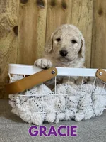 Gracie, a female Goldendoodle for sale in Columbia City, IN – Photo 3 of 5