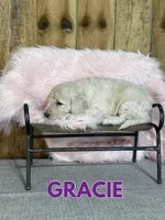Gracie, a female Goldendoodle for sale in Columbia City, IN – Photo 4 of 5